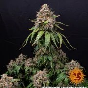 White Widow XXL Strain – product view 4