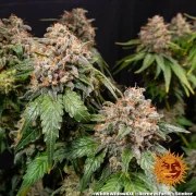 White Widow XXL Strain – product view 5