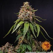 White Widow XXL Strain – product view 6