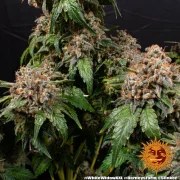 White Widow XXL Strain – product view 7
