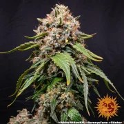White Widow XXL Strain – product view 8