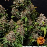 White Widow XXL Strain – product view 9