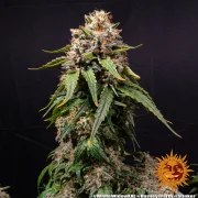 White Widow XXL Strain – product view 10