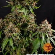 White Widow XXL Strain – product view 11