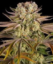 Pineapple Express Strain – product view 1