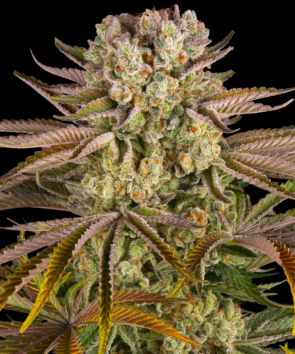 Pineapple Express Strain – product view 1