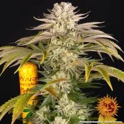 Pineapple Express Strain – product view 2