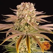 Pineapple Express Strain – product view 3