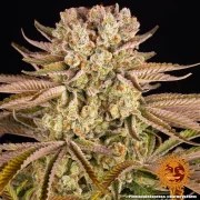 Pineapple Express Strain – product view 4