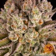 Pineapple Express Strain – product view 5