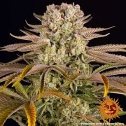 Pineapple Express Strain – product view 6