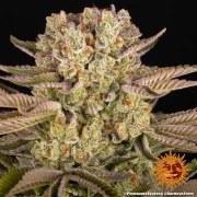 Pineapple Express Strain – product view 7