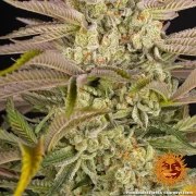 Pineapple Express Strain – product view 8