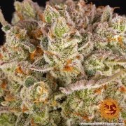 Pineapple Express Strain – product view 9