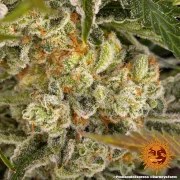 Pineapple Express Strain – product view 10