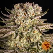 Pineapple Express Strain – product view 11