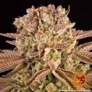 Pineapple Express Strain – product view 12