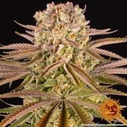 Pineapple Express Strain – product view 13