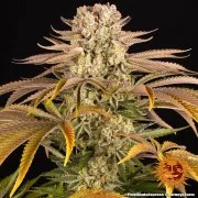 Pineapple Express Strain – product view 14