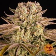 Pineapple Express Strain – product view 15