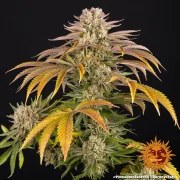 Pineapple Express Strain – product view 16