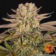 Pineapple Express Strain – product view 17