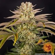 Pineapple Express Strain – product view 18