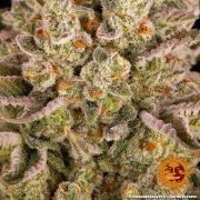Pineapple Express Strain – product view 19