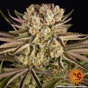 Pineapple Express Strain – product view 20