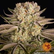 Pineapple Express Strain – product view 21