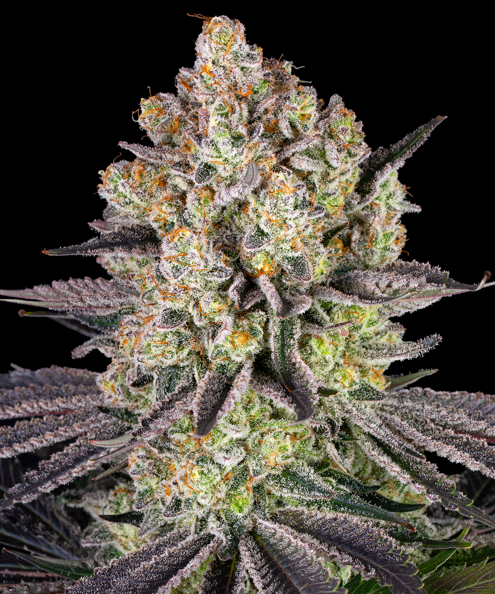 Runtz Strain – product view 1