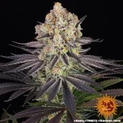 Runtz Strain – product view 2