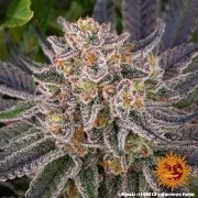 Runtz Strain – product view 3