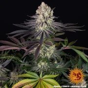 Runtz Strain – product view 4