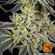 Runtz Strain – product view 5