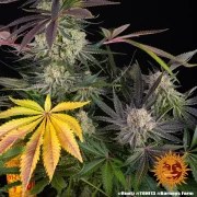 Runtz Strain – product view 6