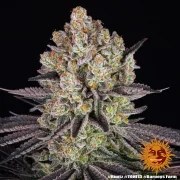 Runtz Strain – product view 7