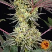 Runtz Strain – product view 8