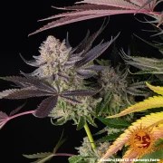 Runtz Strain – product view 9