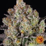Runtz Strain – product view 10