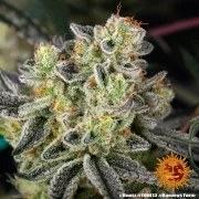 Runtz Strain – product view 11