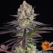 Runtz Strain – product view 12