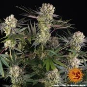 Runtz Strain – product view 13