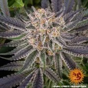 Runtz Strain – product view 14