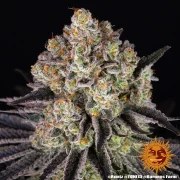 Runtz Strain – product view 15
