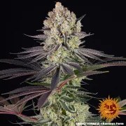Runtz Strain – product view 16