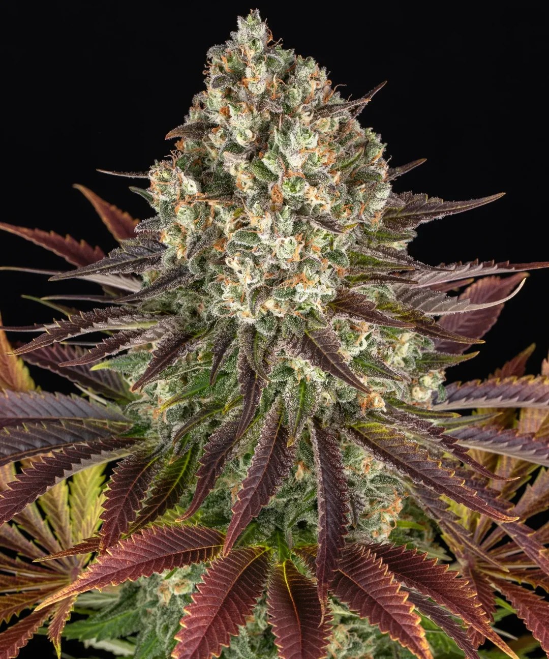 Biscotti Strain – product view 1