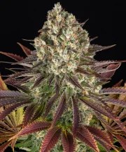 Biscotti Strain – product view 1