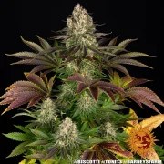 Biscotti Strain – product view 2