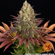 Biscotti Strain – product view 3